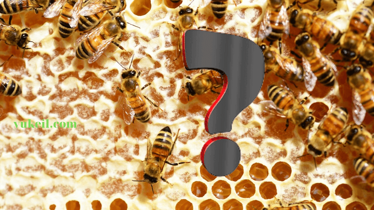 mật-ong-là-gì